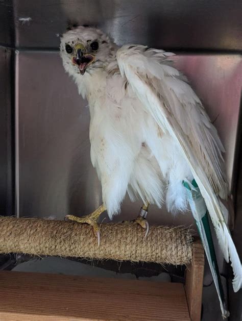 Rare leucistic red-tailed hawk rescued, released back into San Benito County