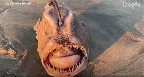Rare monster-looking fish with sharp teeth washes up on California coast