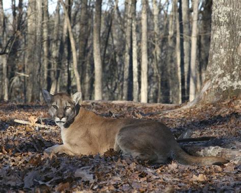 Rare mountain lion sighting confirmed in rural Missouri