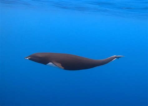 Rare northern right whale dolphin without dorsal fin spotted off California coast