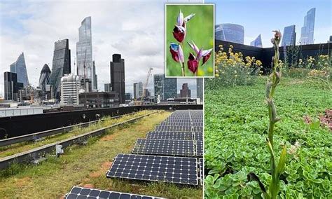 Rare orchids are found on a London office ROOFTOP