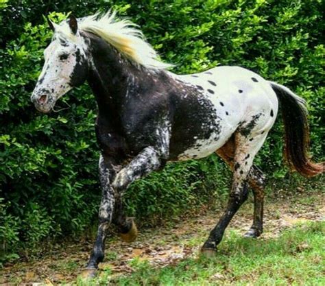 The Friesian is a breed of horse in Wild Horse Islands. The Friesian was added to the game on January 21st, 2022. Friesians are the second rarest breed to find in the wild, with the Percheron being the rarest. They have a similar appearance to the Clydesdale but they are not as big or have as much feathering on the hooves as the Clydesdale. The Friesians …