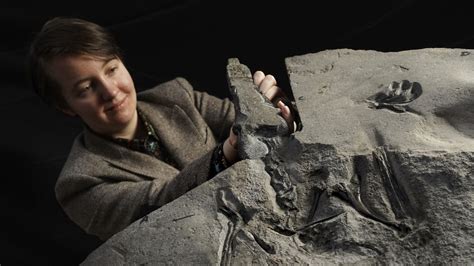 Rare pterosaur fossil found in Scotland : NPR