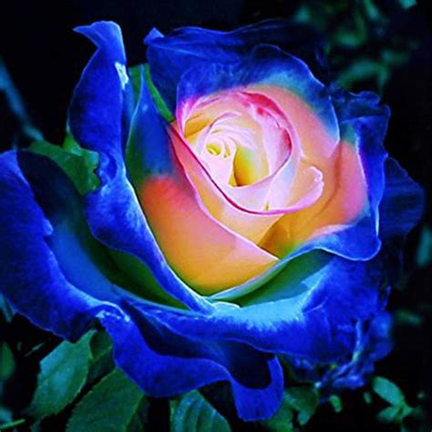 Rare roses. Discover the perfect blend of beauty and rarity in every petal. 🌸🌿. Elevate your floral experience and embrace the extraordinary with Blue Enchantress Roses! 🦋🌹. Planting Guide: Sowing: 1. Put seeds into 40° C water for 24 hours. 2. Put seeds into very wet sands for germination. (Generally it take more than 40 days.) 