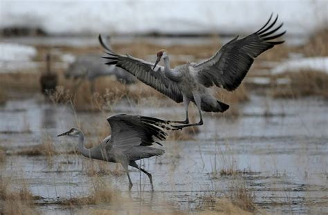 Rare sandhill crane sighting at wildlife refuge near Kansas City