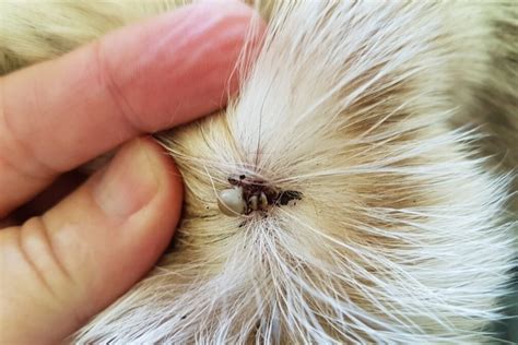 Rare tick-borne disease ehrlichiosis giving dogs a