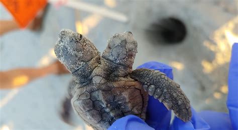 Rare two-headed baby turtle found on South Carolina beach