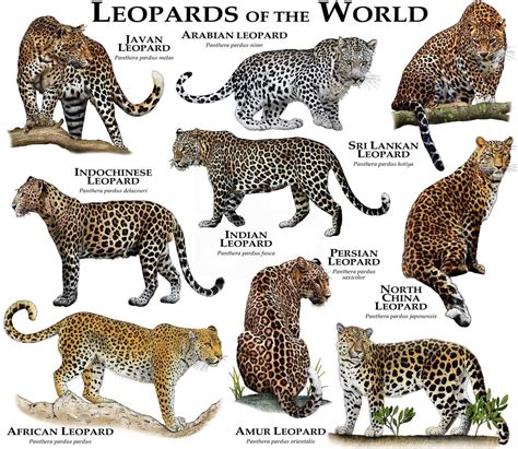 Rare types of leopards.  Learn all about the different types of leopards and their For other ...