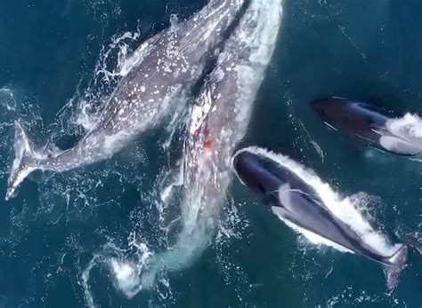 Rare video shows orcas attack gray whales off Southern California coast
