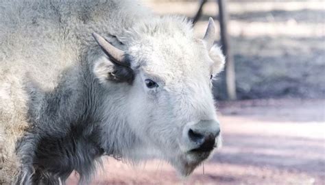 Rare white bison born in Wyoming