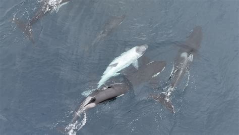 Rare white killer whale calf spotted off Newport Beach