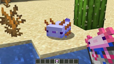 Axolotls can be bred by feeding two adults a Tropical Fish. This can be done by using a bucket of fish and clicking on the adult Axolotls. There is a 0.5% chance that a blue baby Axolotl in Minecraft will spawn even if the parents aren't blue. However, it's much more likely that the baby will be the same color as one of the parents.. 