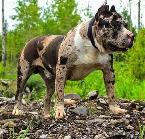 How much is a tri color Pitbull worth? Tri color Pitbulls are fairly rare, but not as rare as merle or pure black dogs. They usually cost between $2,000 and $5,000.While they can come in various coat shades, unless some of these colors are extremely rare, their price won't be affected.. 