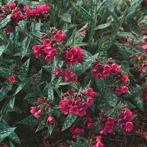 Raspberry Splash Lungwort Plant Addicts