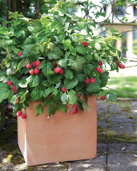 Raspberry plant in pot