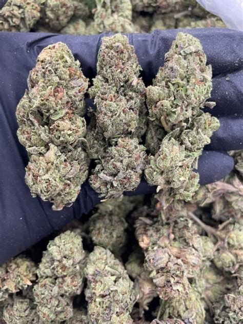 THC: 20%. Zlushie is a slightly indica dominant hybrid strain (60% indica/40% sativa) created through crossing the delicious Ice Cream Cake X Grape Zkittlez X Gelato 41 strains. If you're looking for a well-balanced bud with a super delicious flavor, you've found it with Zlushie. This bud brings on amazing tastes with each and every toke .... 