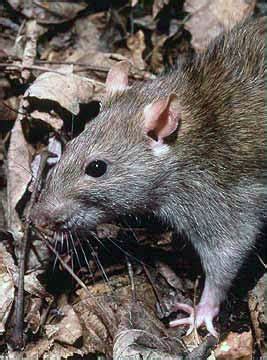 Rat – d20PFSRD