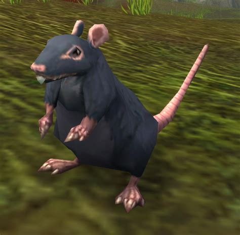 Rat - Wowpedia - Your wiki guide to the World of Warcraft