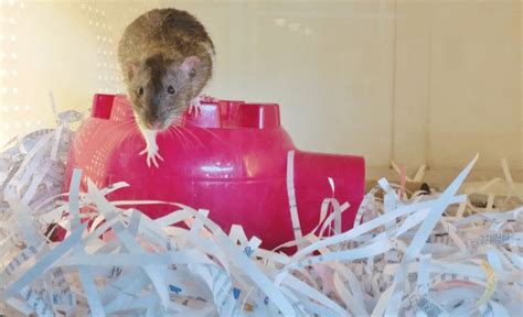 Rat Bedding Recycled Paper & Wood Litter Pets at Home