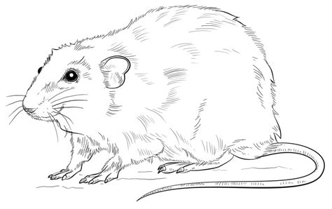 Rat Coloring Page