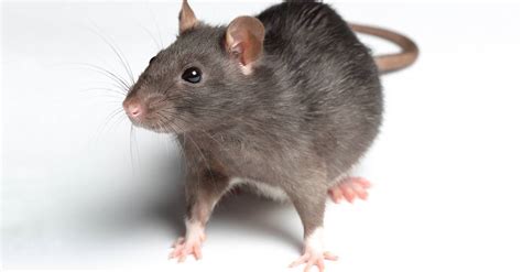 Rat Definition & Meaning Britannica Dictionary