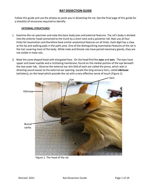 Rat Dissection Guide Worksheets Library