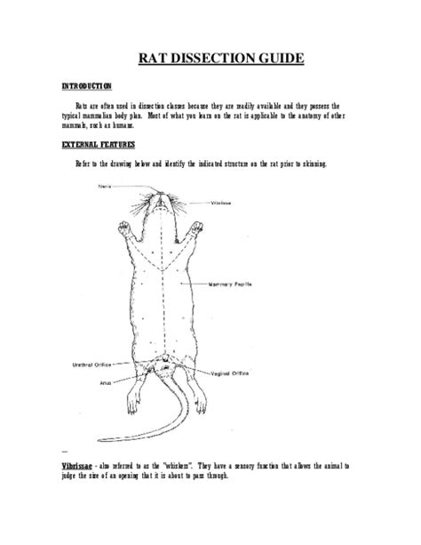 Rat Dissection Lab PDF