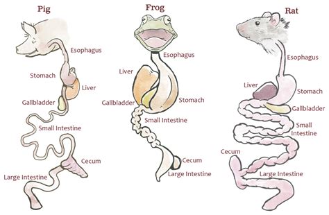 Rat Dissection PDF Abdomen Human Digestive System