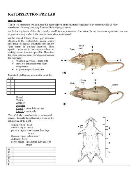 Rat Dissection Questions And Tables Key