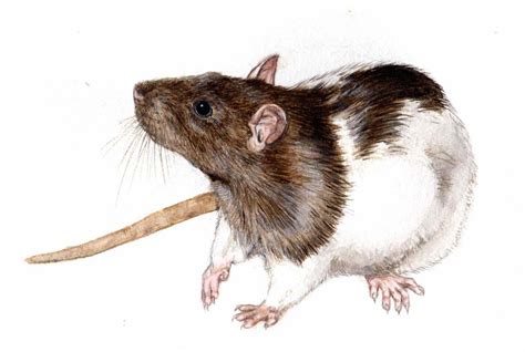 Rat Drawing Realistic