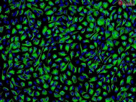 Rat Iris Pigment Epithelial Cells - Creative Biolabs