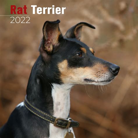 Rat Terrier Calendar 2022