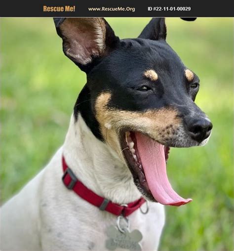 Rat Terrier Rescue Dogs for Adoption near Austin, Texas