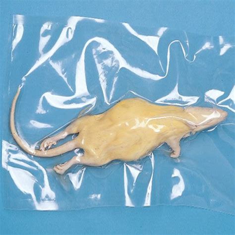 Rat dissection guide carolina biological supply company. - Zerfall jugoslawiens im lichte des völkerrechts.