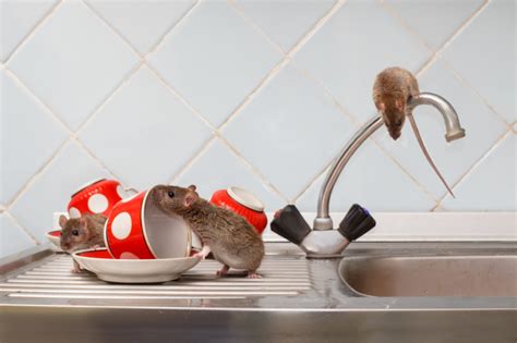 Rat exterminators. Feb 16, 2023 ... Rat and mice infestations are commonly controlled using rodenticides. Rodenticides can kill the rodent with a single dose (acute) or through ... 