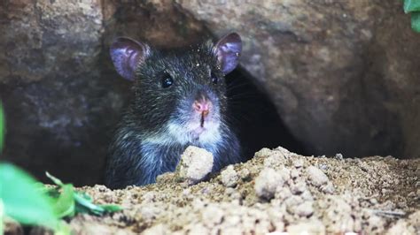 Rat holes. The San Francisco Dungeon, a popular tourist attraction, is opening a Rat Café where customers can sip coffee surrounded by rodents By clicking 