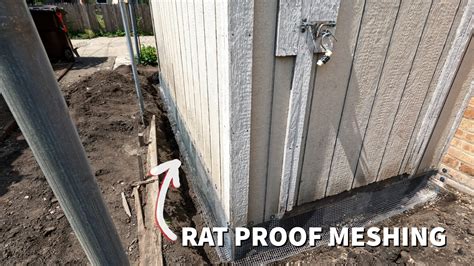 Rat proof shed base.  Below is a list of common entry points and how to rat proof...
