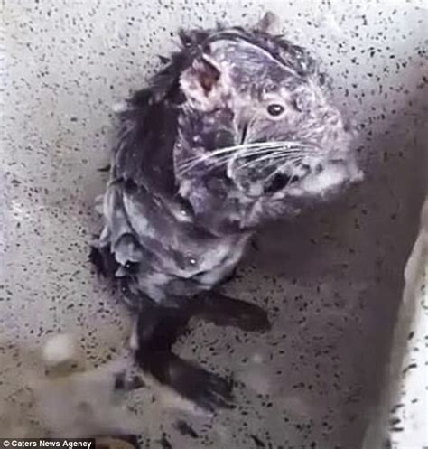 Rat showering. Things To Know About Rat showering. 