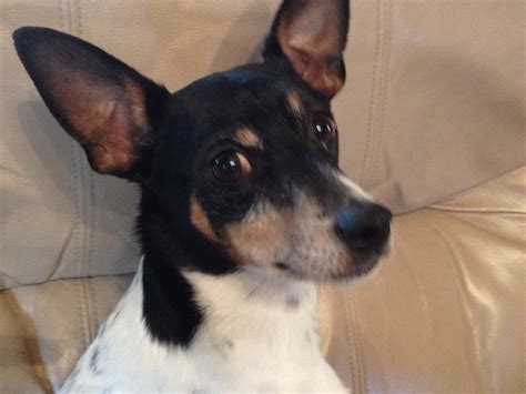 Rat terrier rescue. Things To Know About Rat terrier rescue. 