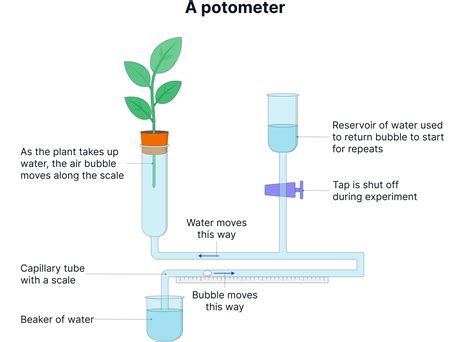 Rate of transpiration experiment using potometer.  5 days ago · Understand...
