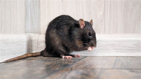 Rats - Control Rats in and Around Homes