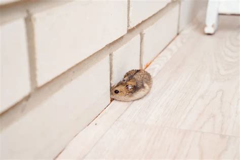 Rats and mice Stock Photos - Depositphotos