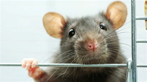Rats for adoption. Your search: rat for adoption near me in Colorado Springs, Colorado. Change filters to get specific matches. Set an alert, and we'll email you matching pets. 