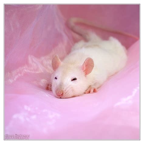 Rats for sale near me. Things To Know About Rats for sale near me. 