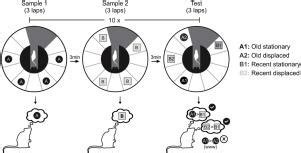 Rats recognize spatial and temporal attributes in a new object ...