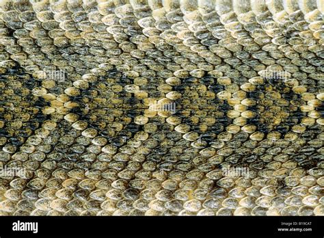 Rattlesnake Pattern
