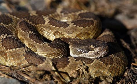 Rattlesnake advisory issued by East Bay Regional Park officials