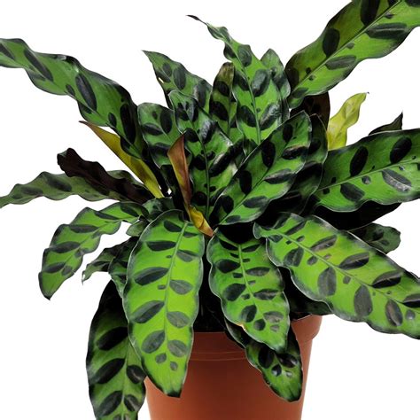 Rattlesnake calathea. Too much sun and cold temperatures are also contrary to the preferred conditions of the calathea and cause the plants to die back. To revive a dying calathea, ensure the soil is moist yet well-draining, locate the plant in bright, indirect light, and keep temperatures in the range of 65 to 75 degrees F (18 ° C- 23 ° C). 