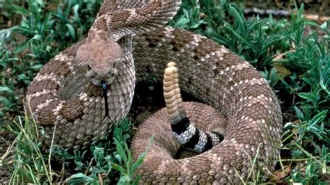 Rattlesnake noise. It turns out the venomous reptiles change the frequency of their rattle the closer humans get to them, according to a new study published Thursday in Current Biology. Rattlesnakes prey on small ... 