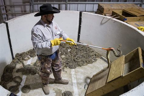 Rattlesnake roundup 2023. A western diamondback rattlesnake is coiled on its back amidst hundreds of others in one of the snake pits at Friday’s 65th World’s Largest Rattlesnake Roundup in Sweetwater March 10, 2023 ... 